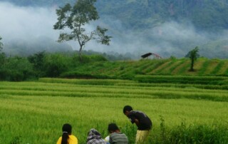 Rice field Bali